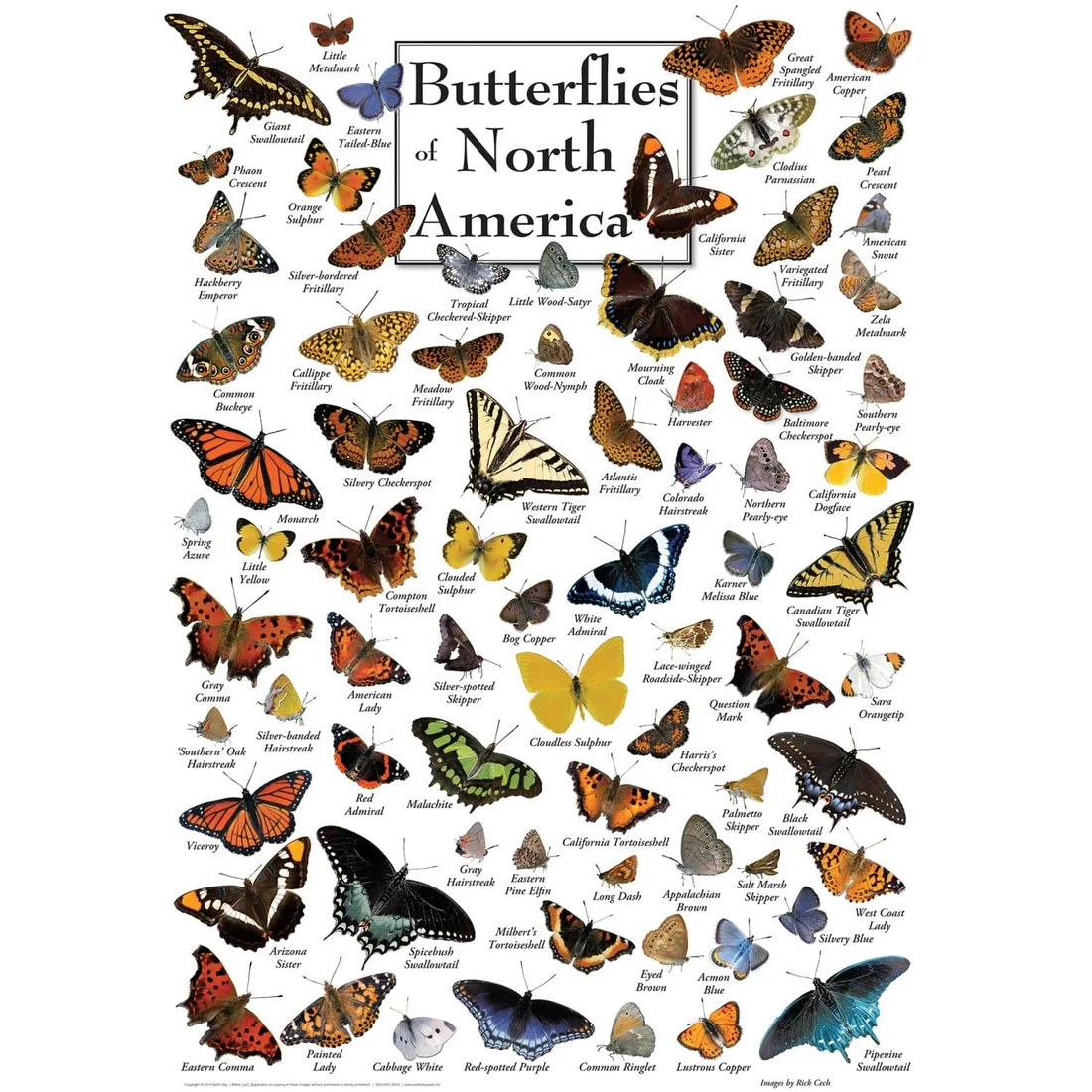 Butterflies of North America - 1000pc Puzzle | Masterpieces | MSP-71971.01