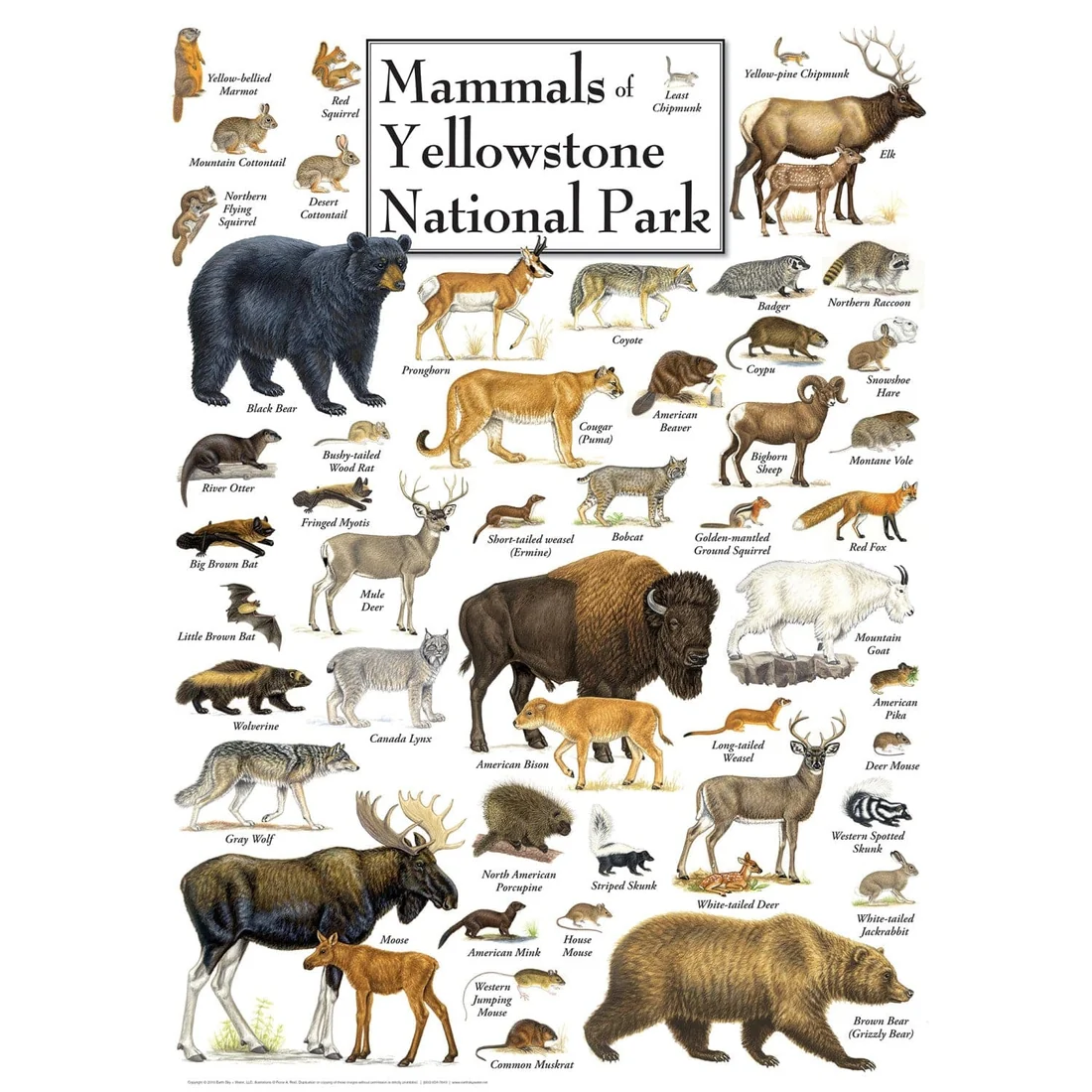 Mammals of Yellowstone Park - 1000pc Puzzle | Masterpieces | MSP-71974.01
