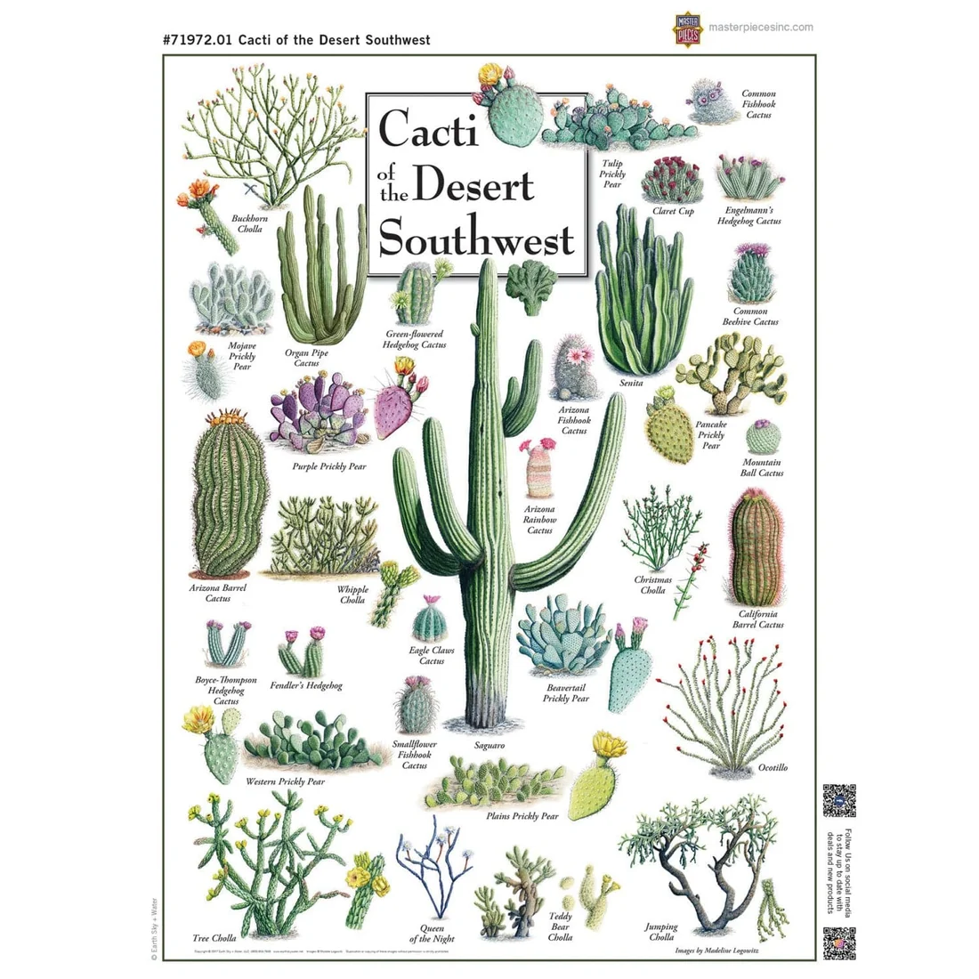 Cacti of the Desert Southwest - 1000pc Puzzle | Masterpieces | MSP-71972.01