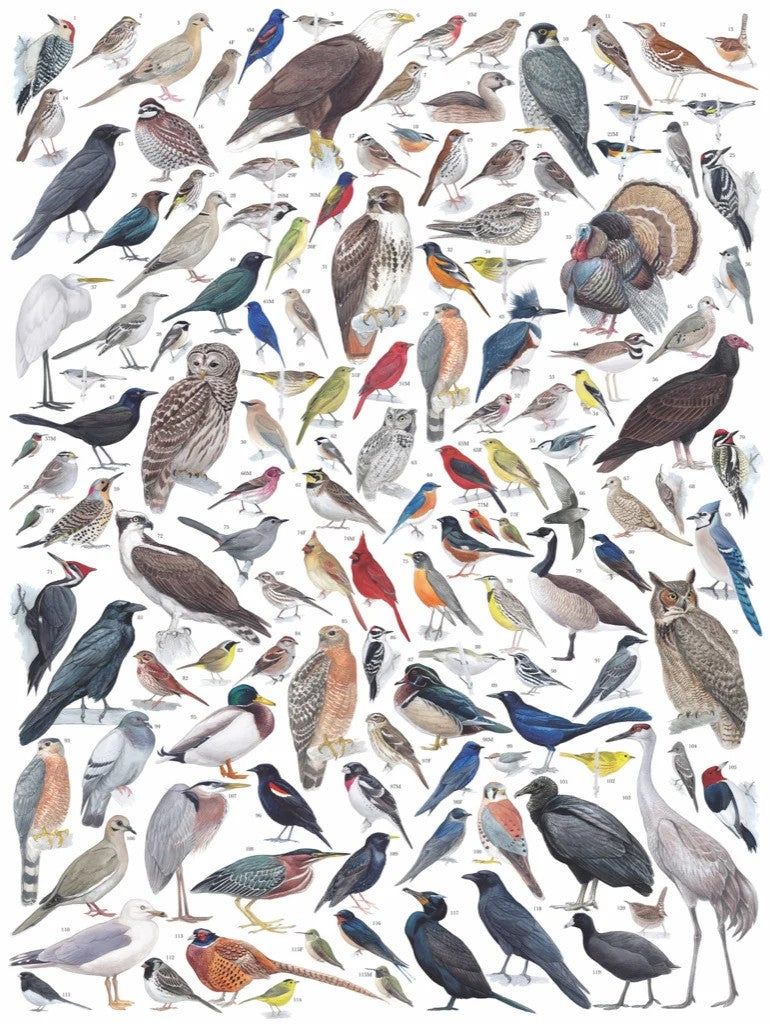 Birds of Eastern/Central North America 1000pc Puzzle | New York Puzzle Company | NPZCB1836 