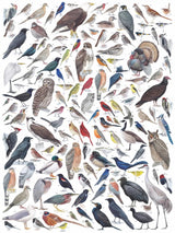 Birds of Eastern/Central North America 1000pc Puzzle | New York Puzzle Company | NPZCB1836 