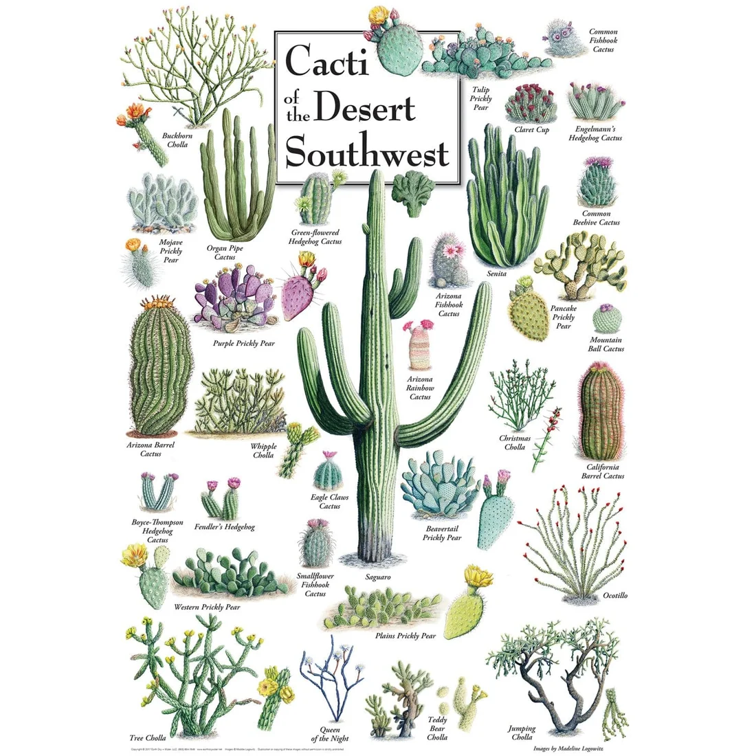 Cacti of the Desert Southwest - 1000pc Puzzle | Masterpieces | MSP-71972.01