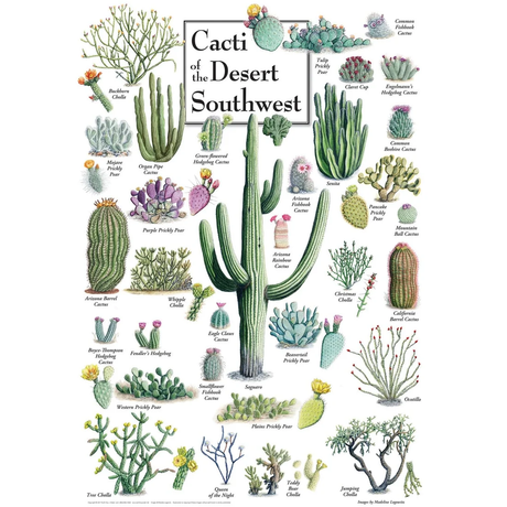 Cacti of the Desert Southwest - 1000pc Puzzle | Masterpieces | MSP-71972.01