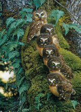 Load image into Gallery viewer, Cobble Hill Carl Brenders FAMILY TREE Owls1000pc Quality Jigsaw Puzzle 80018
