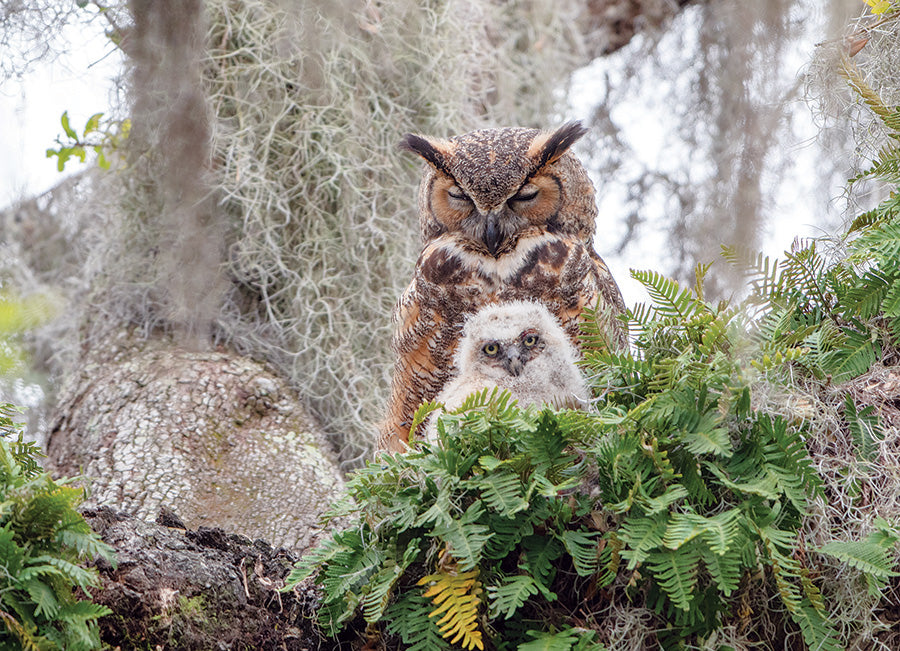 Cobble Hill Simon Bolyn GREAT HORNED OWL 1000pc Jigsaw Puzzle 80246