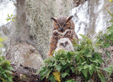 Cobble Hill Simon Bolyn GREAT HORNED OWL 1000pc Jigsaw Puzzle 80246